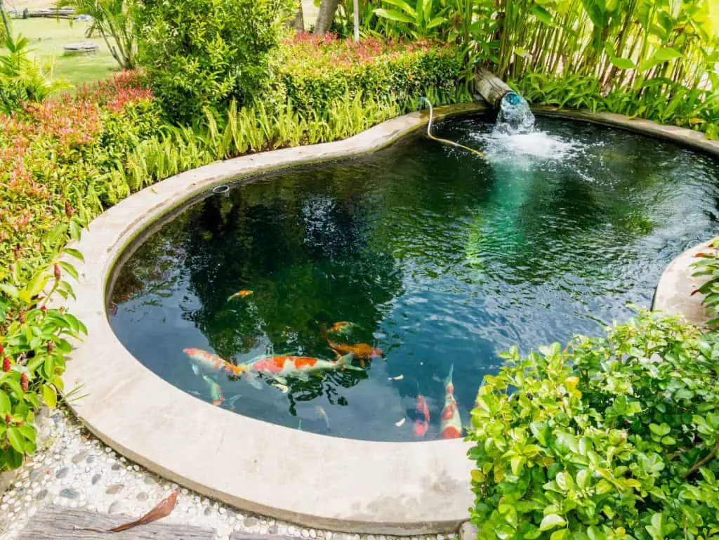 turning pond into swimming pool