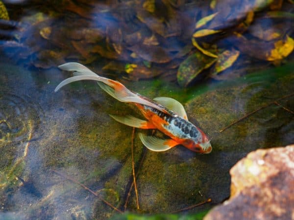 Why Your Pond Fish Disappear and What To Do – Liquid Features