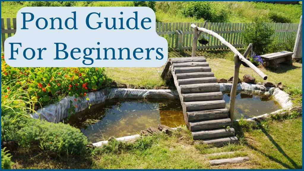 Pond guide featured image